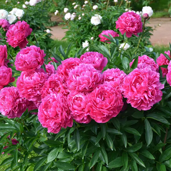Peony Rose Ballarat Pink Peony Rose Ballarat Pink
