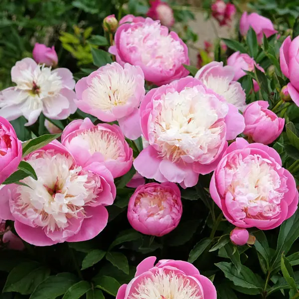 Peony Rose Bowl Of Beauty Peony Rose Bowl Of Beauty