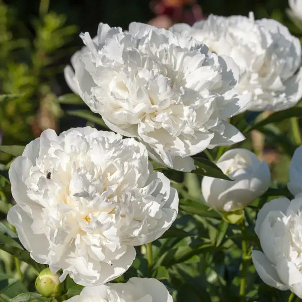 Peony Rose Charlies White Peony Rose Charlies White