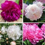Peony Rose Collection Peony Rose Collection