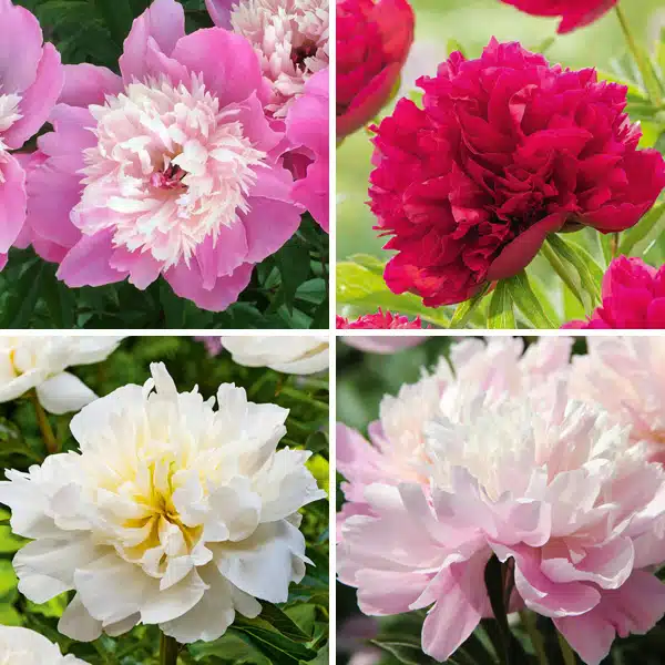 Peony Rose Connoisseurs Collection Peony Rose Connoisseurs Collection