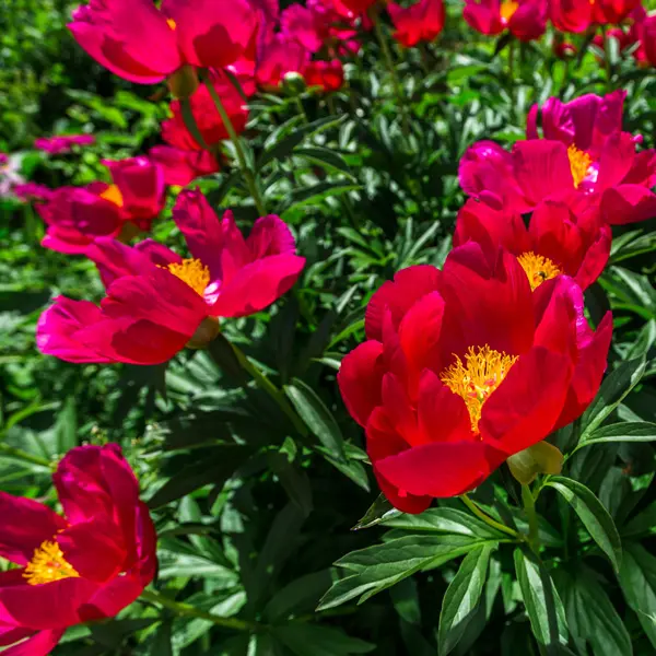 Peony Rose Early Scout