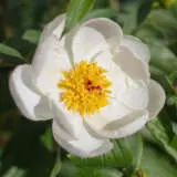 Peony Rose Moonshine Pkpromoo - Garden Express Australia
