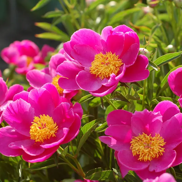 Peony Rose Nymphe