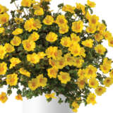 Portulaca Mega Pazzaz Gold Portulaca Mega Pazzaz Gold