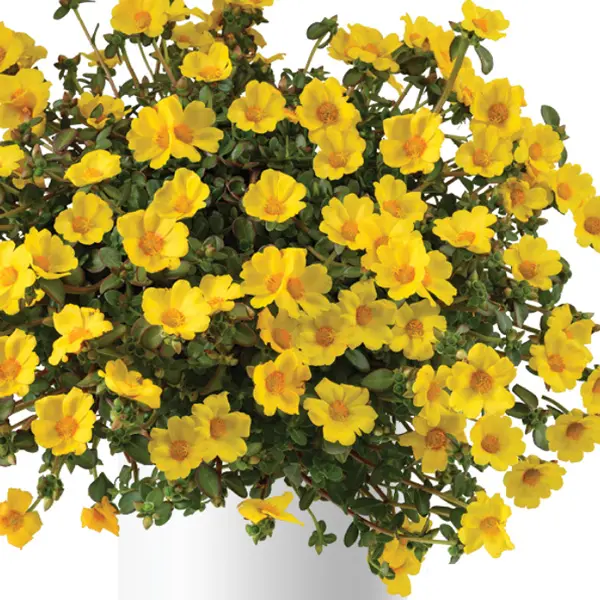 Portulaca Mega Pazzaz Gold Portulaca Mega Pazzaz Gold