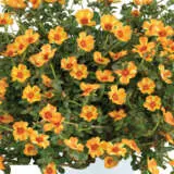 Portulaca Mega Pazzaz Mango Twist Portulaca Mega Pazzaz Mango Twist