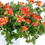 Portulaca Mega Pazzaz Pink Twist Portulaca Mega Pazzaz Pink Twist