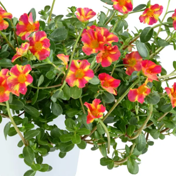 Portulaca Mega Pazzaz Pink Twist Portulaca Mega Pazzaz Pink Twist