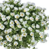 Portulaca Mega Pazzaz White Portulaca Mega Pazzaz White