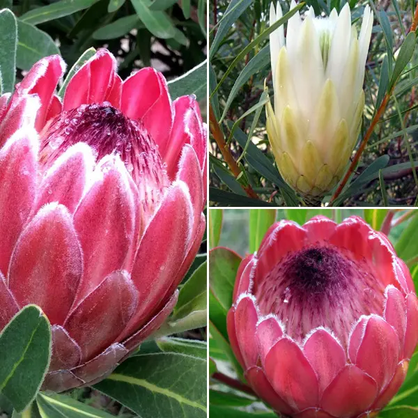 Protea Collection 1 Protea Collection 1