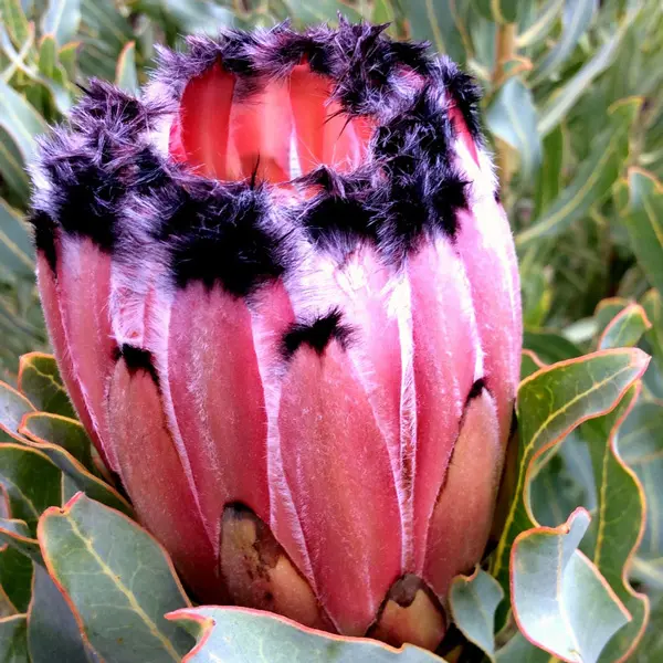 Protea Pink Mink 75mm Pot Protea Pink Mink 75mm Pot