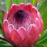 Protea Red Ice 75mm Pot Protea Red Ice 75mm Pot