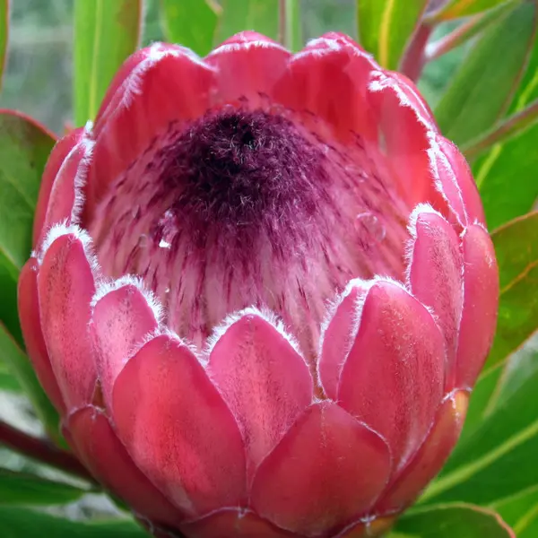 Protea Red Ice 75mm Pot