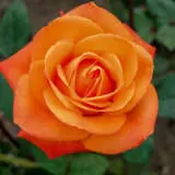 Rose Fearless Rosffea - Garden Express Australia