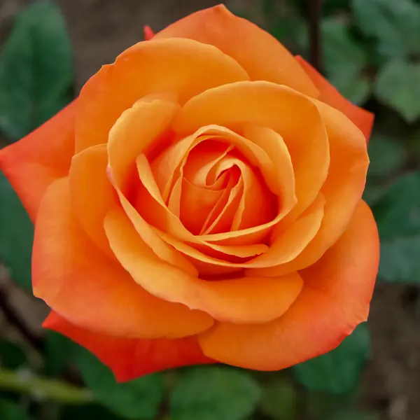 Rose Fearless Rose Fearless
