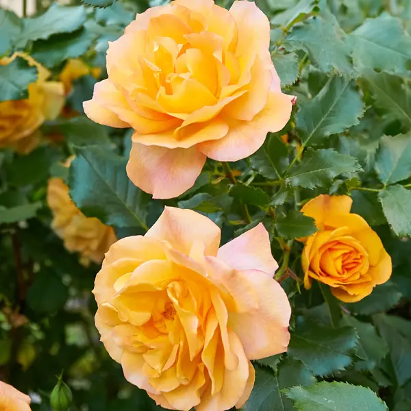 Rose Gold And Great Rose Gold And Great