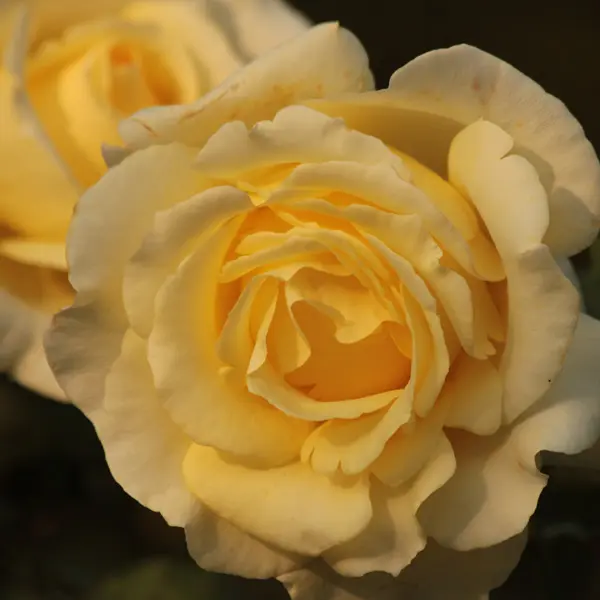 Rose Golden Years (Pbr) Rose Golden Years (Pbr)