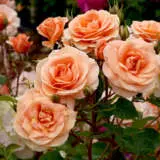 Rose Impala Rosfimp - Garden Express Australia