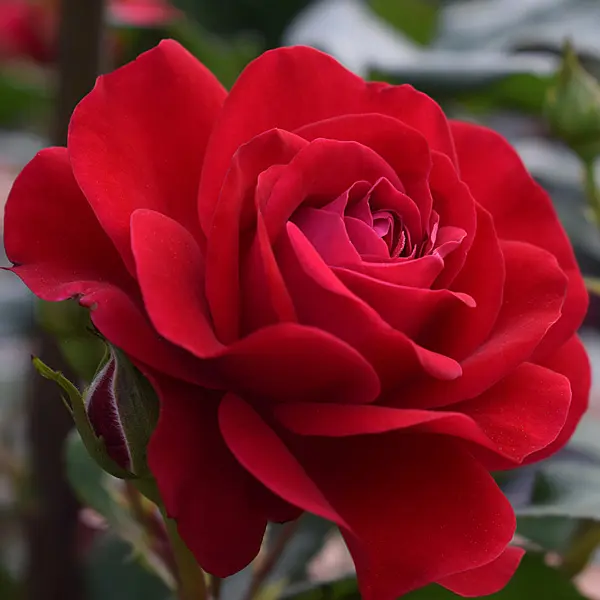 Rose Mona Lisa Rose Mona Lisa