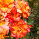 Rose Playboy Rose Playboy