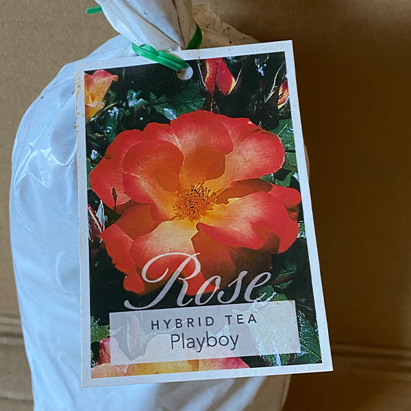 Rose Playboy Rose Playboy