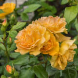 Rose Tantaus Bernstein