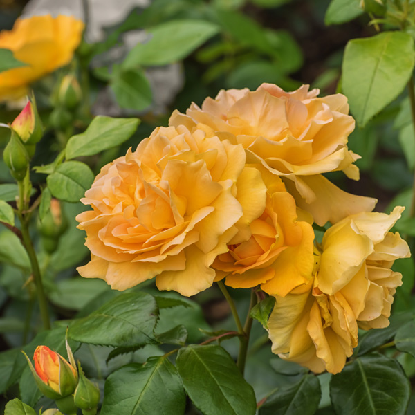 Rose Tantaus Bernstein