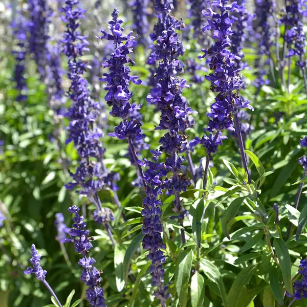 Salvia Cathedral Deep Blue Salvia Cathedral Deep Blue