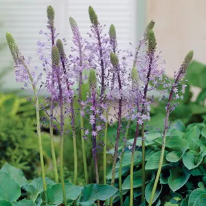 Scilla Hyacinthoides Scilla Hyacinthoides