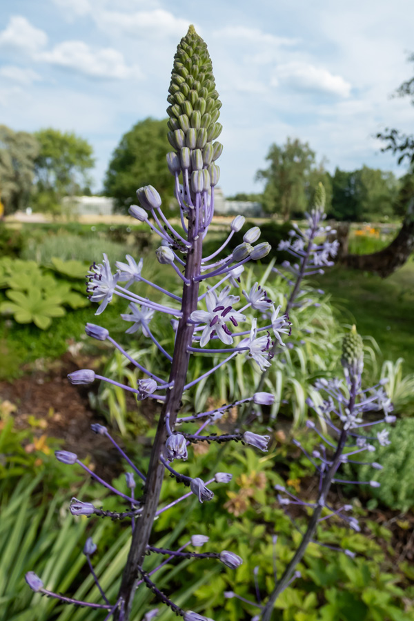 Scilla Hyacinthoides Scilla Hyacinthoides