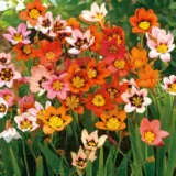 Sparaxis Mixed – Pre-Order Sparaxis Mixed – Pre-Order