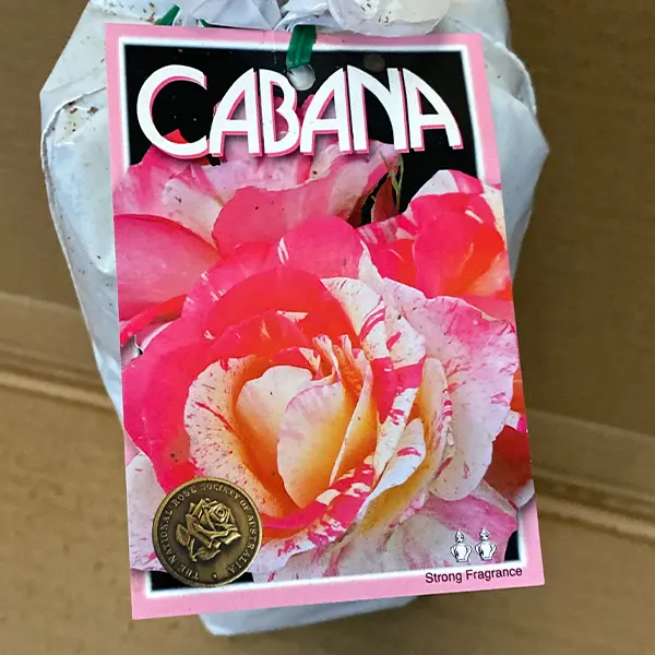 Rose Cabana Rose Cabana