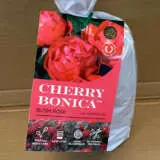 Rose Cherry Bonica Rose Cherry Bonica