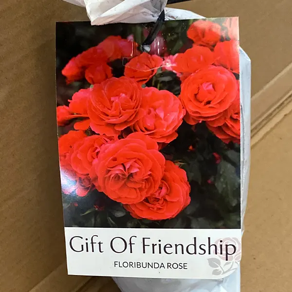Rose Gift Of Friendship Rose Gift Of Friendship