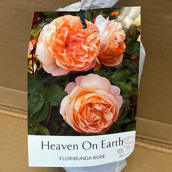 Rose Heaven On Earth Rose Heaven On Earth