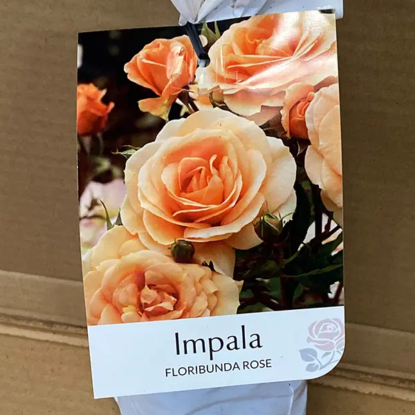 Rose Impala