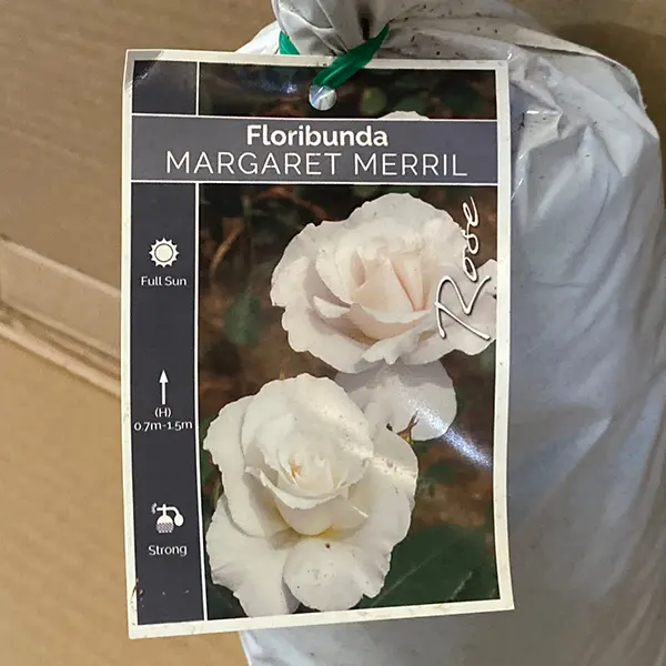 Rose Margaret Merril Rose Margaret Merril