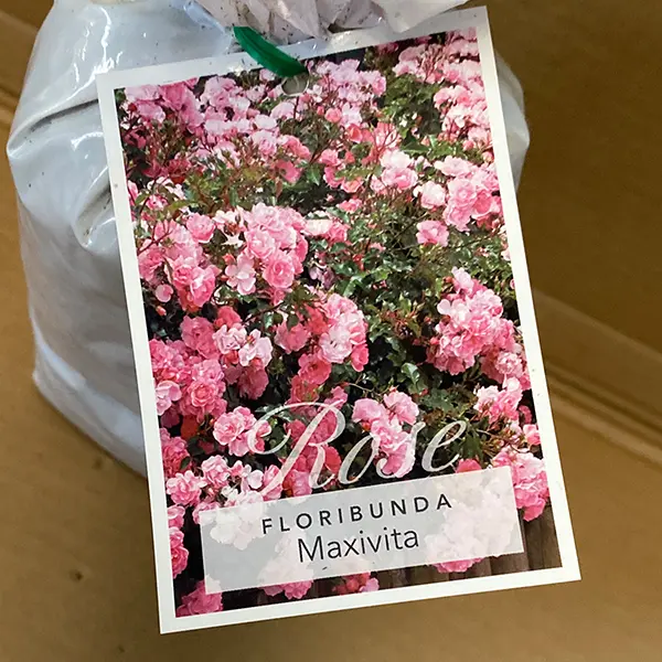 Rose Maxi Vita Rose Maxi Vita