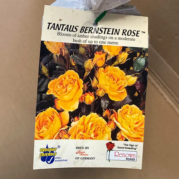 Rose Tantaus Bernstein Rose Tantaus Bernstein