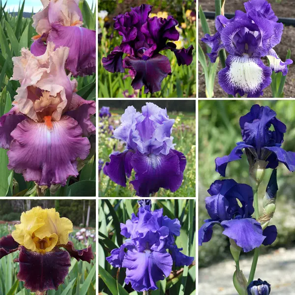 Bearded Iris Mega Collection Bearded Iris Mega Collection