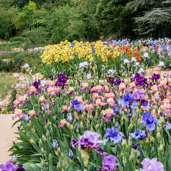 Bearded Iris Tall Mixed Bearded Iris Tall Mixed