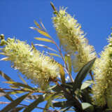 Callistemon Candelabra Callistemon Candelabra