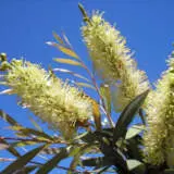 Callistemon Candelabra P14calcan - Garden Express Australia