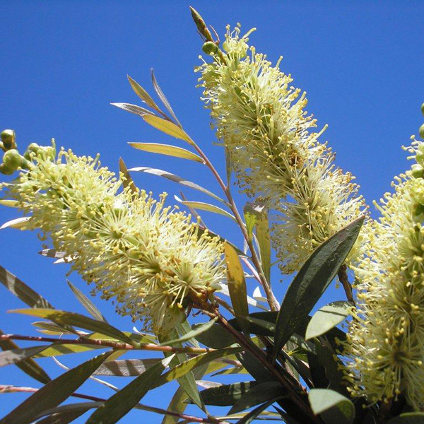 Callistemon Candelabra Callistemon Candelabra