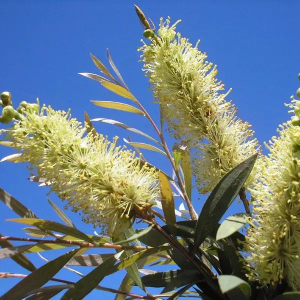 Callistemon Candelabra Callistemon Candelabra