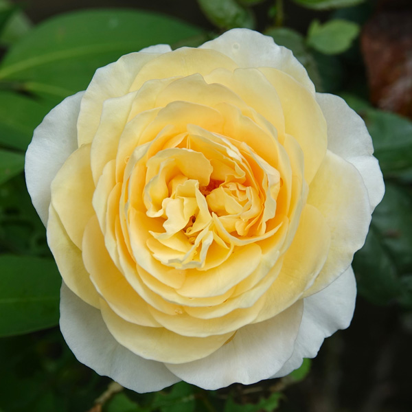 Climbing Rose Gold Pierre De Ronsard Climbing Rose Gold Pierre De Ronsard