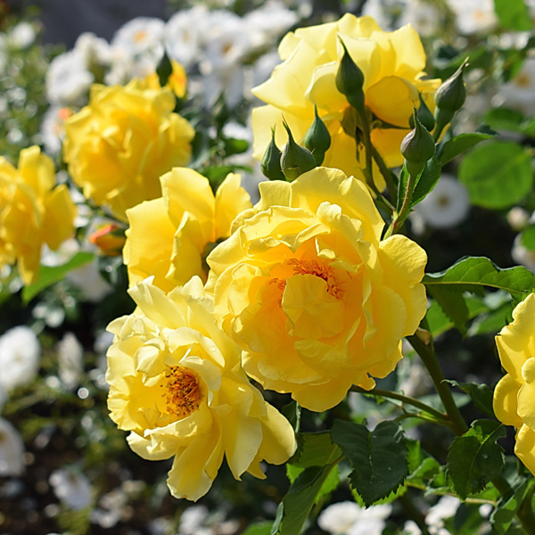 Climbing Rose Golden Gate Climbing Rose Golden Gate