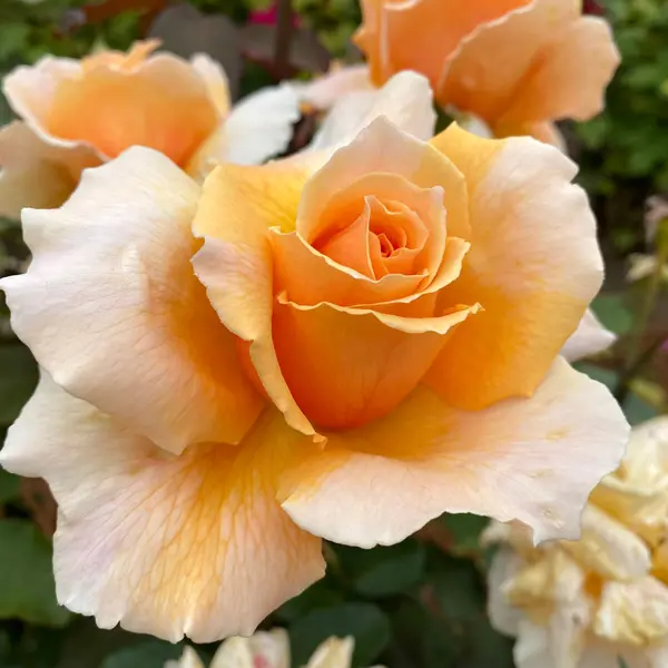 Climbing Rose Just Joey Climbing Rose Just Joey