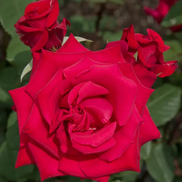 Climbing Rose Kardinal Climbing Rose Kardinal